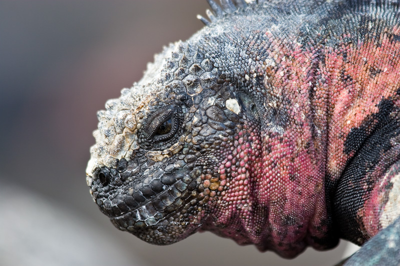 Marine Iguana